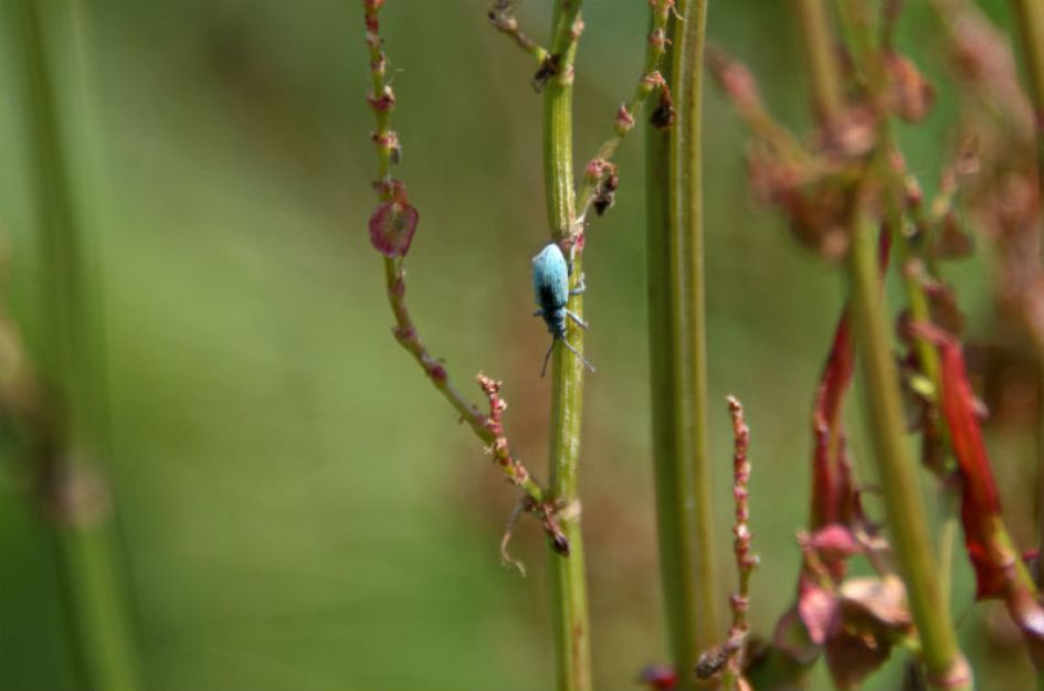 Onbekende (snuit)kever?